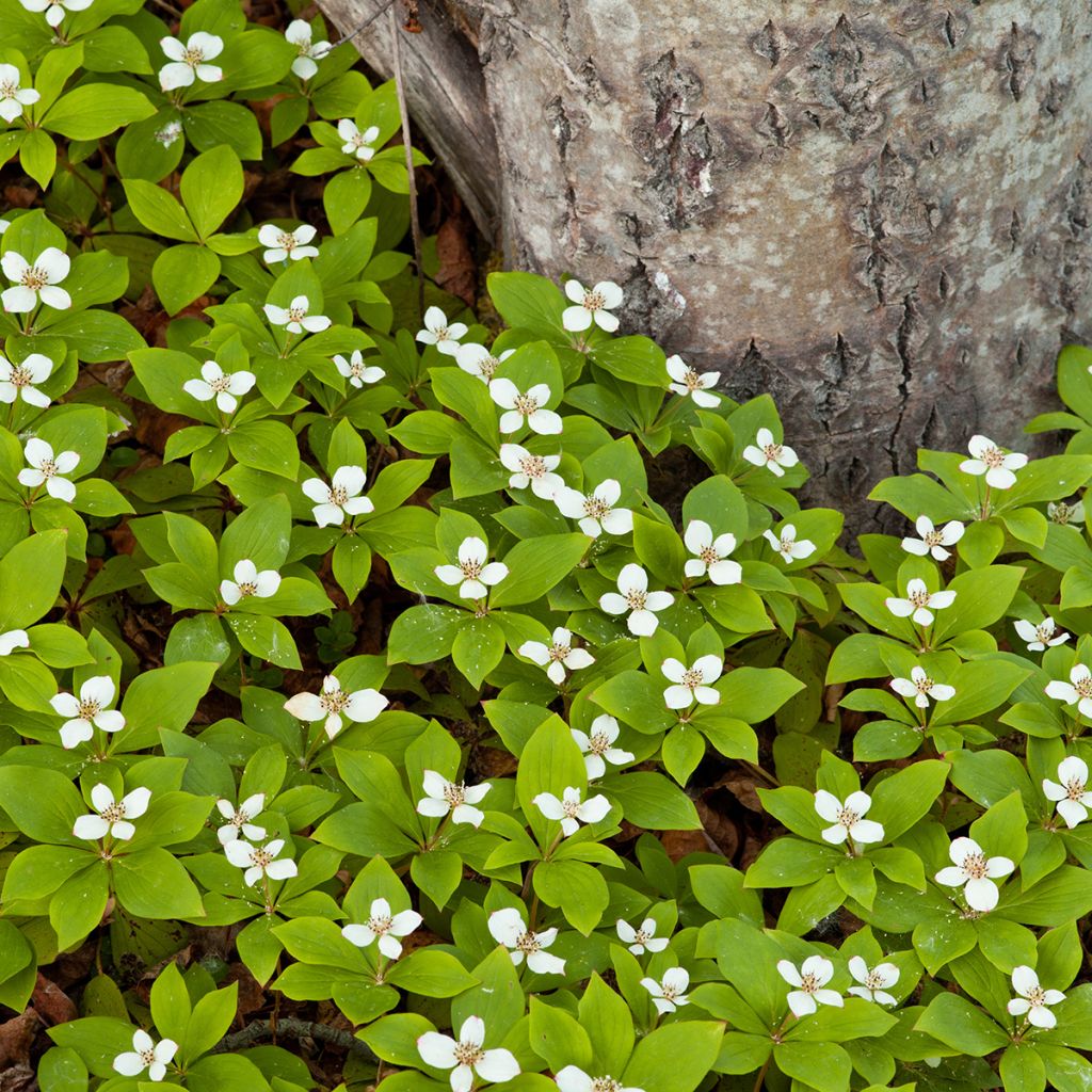 Cornus canadensis - Kanadischer Hartriegel