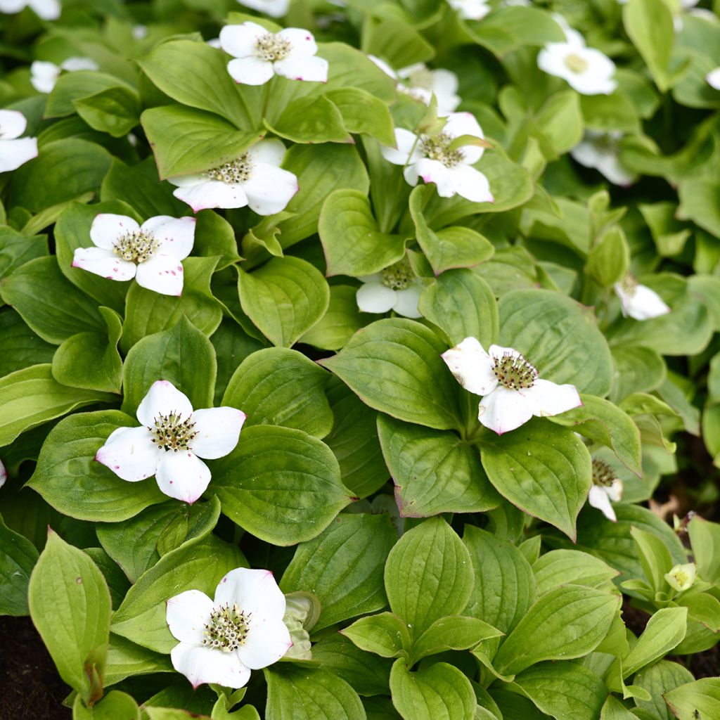 Cornus canadensis - Kanadischer Hartriegel