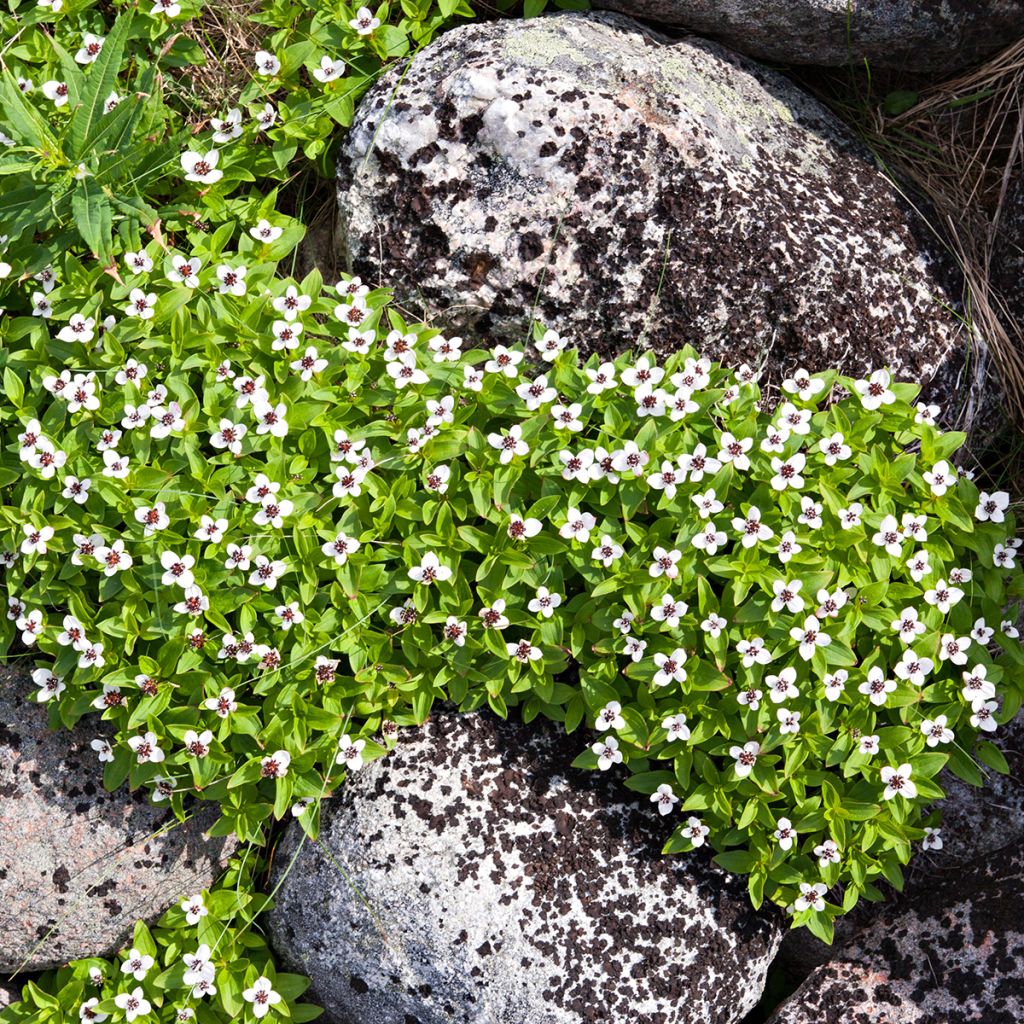 Cornus canadensis - Kanadischer Hartriegel