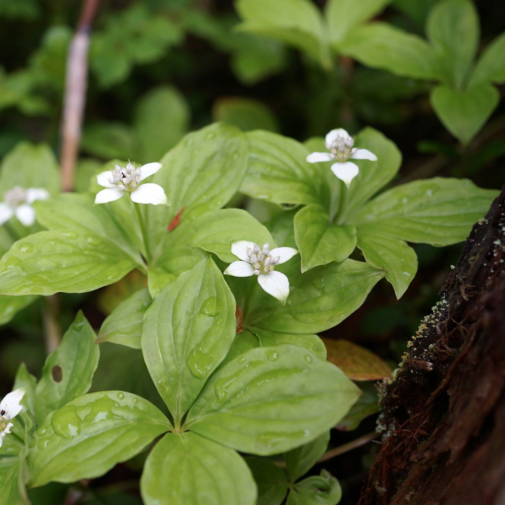 Cornus canadensis - Kanadischer Hartriegel