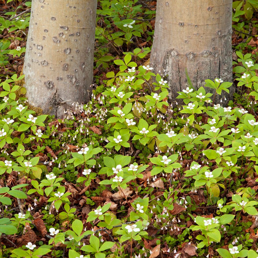 Cornus canadensis - Kanadischer Hartriegel