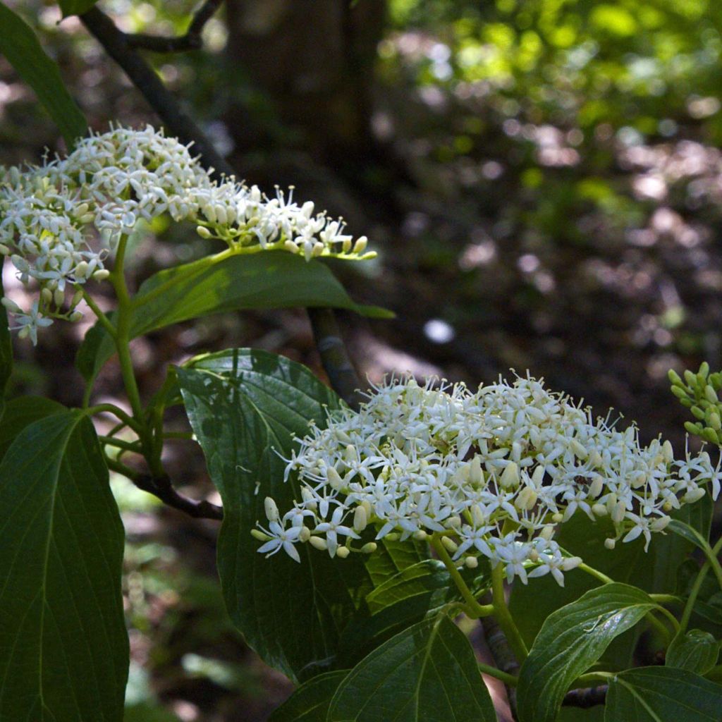 Benthams Hartriegel - Cornus controversa