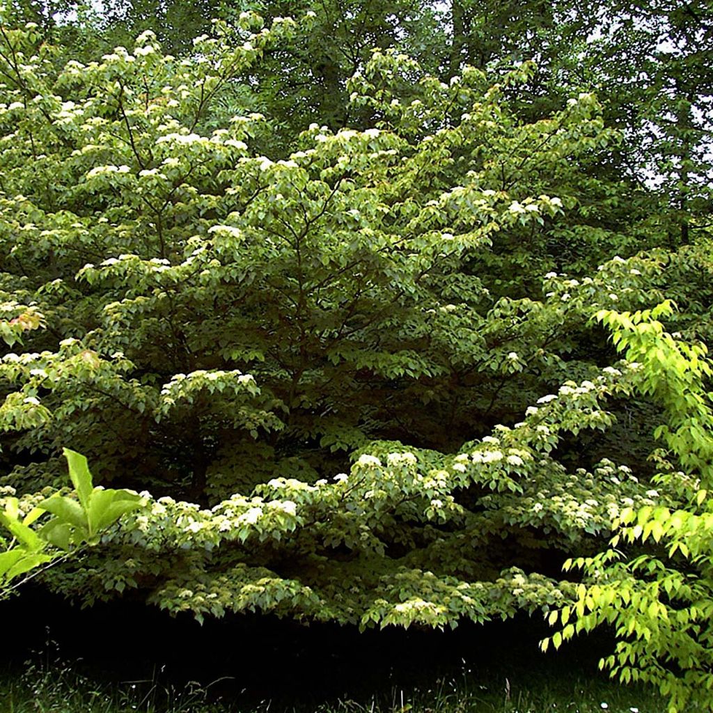 Cornus controversa - Cornouiller des Pagodes