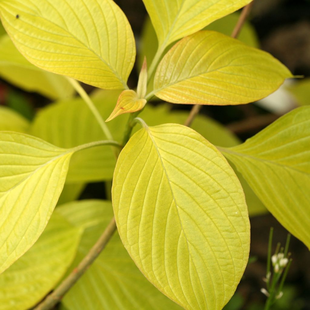 Benthams Hartriegel Candlelight - Cornus controversa