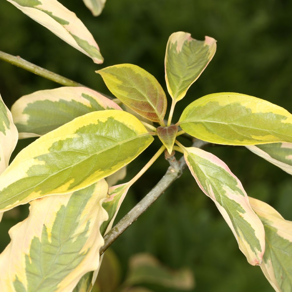 Cornus controversa Gold Star - Cornouiller des Pagodes