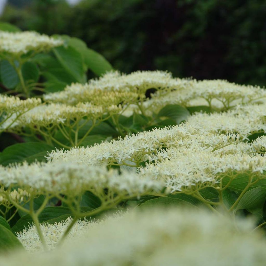 Benthams Hartriegel Pagoda - Cornus controversa