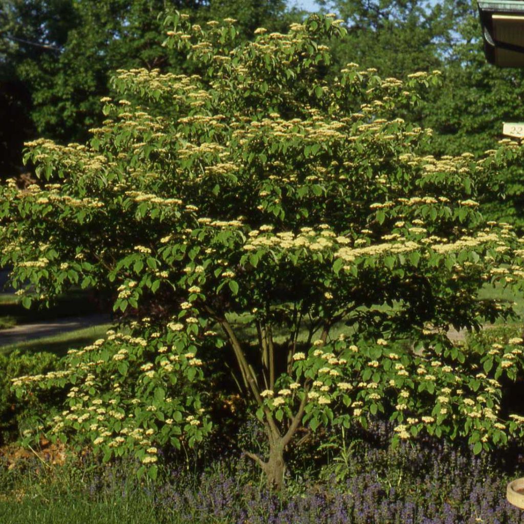 Cornus controversa Pagoda - Cornouiller des Pagodes