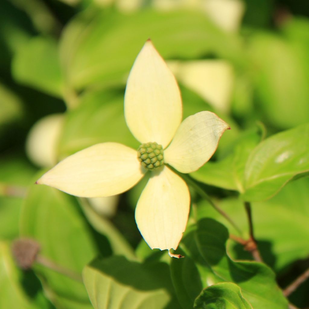 Benthams Hartriegel Troja Dwarf - Cornus controversa