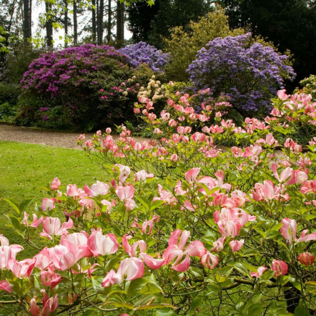 Cornus florida Cherokee Chief - Cornouiller à fleurs d'Amérique