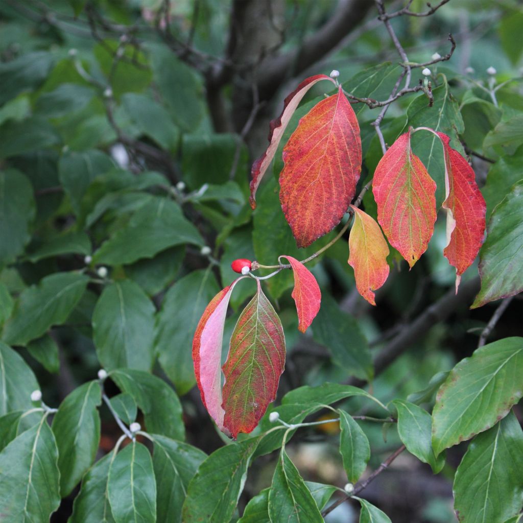 Cornus florida Cherokee Chief - Cornouiller à fleurs d'Amérique