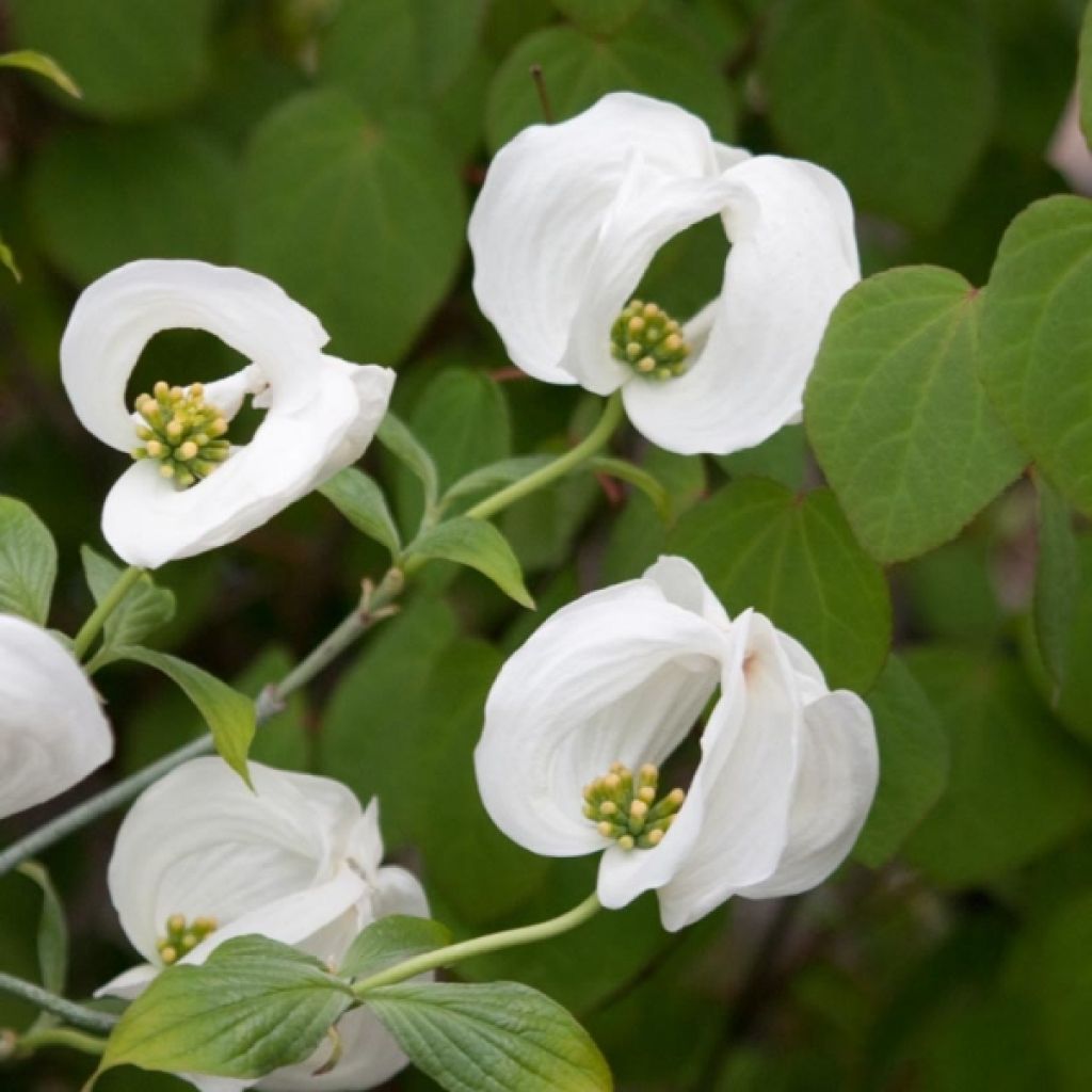 Cornus ou Cornouiller Florida Cloud Nine en pot de 10L