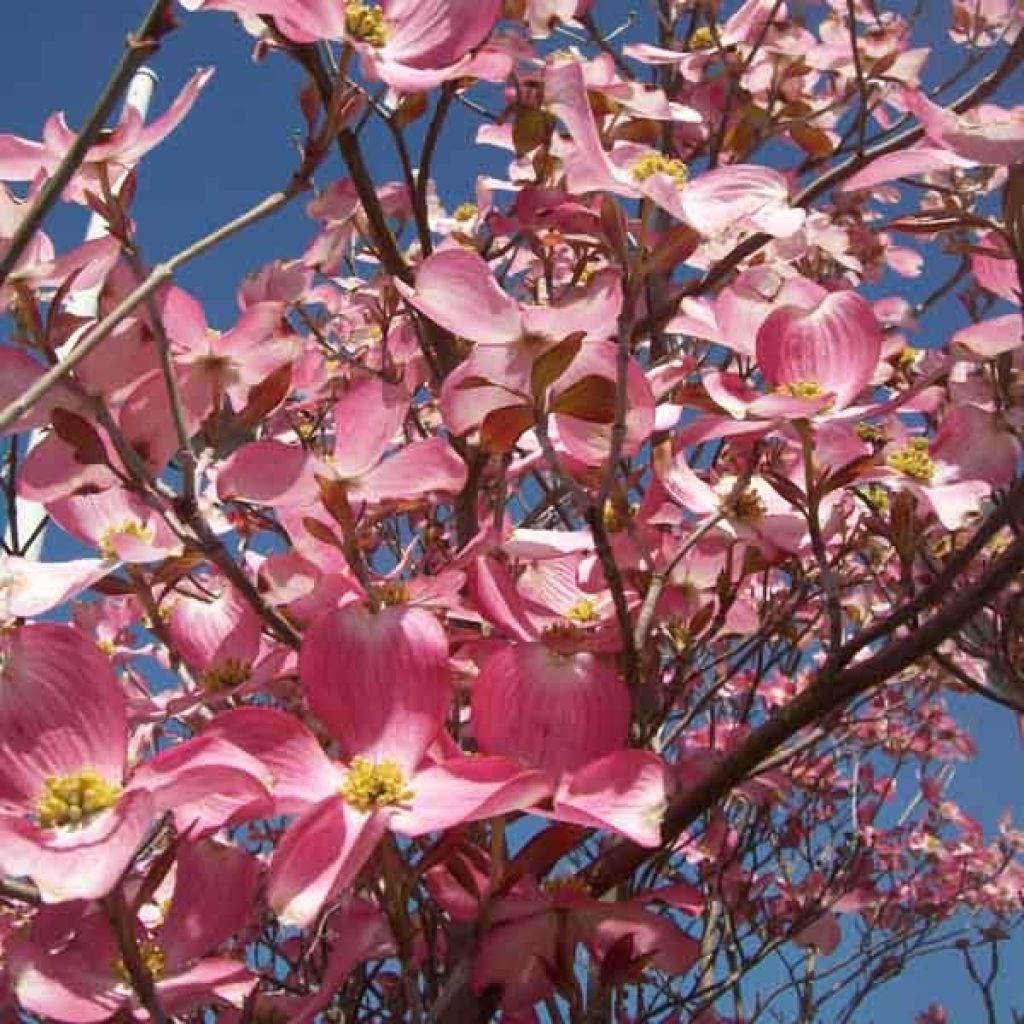 Cornus ou Cornouiller Florida Rubra en pot de 10L.