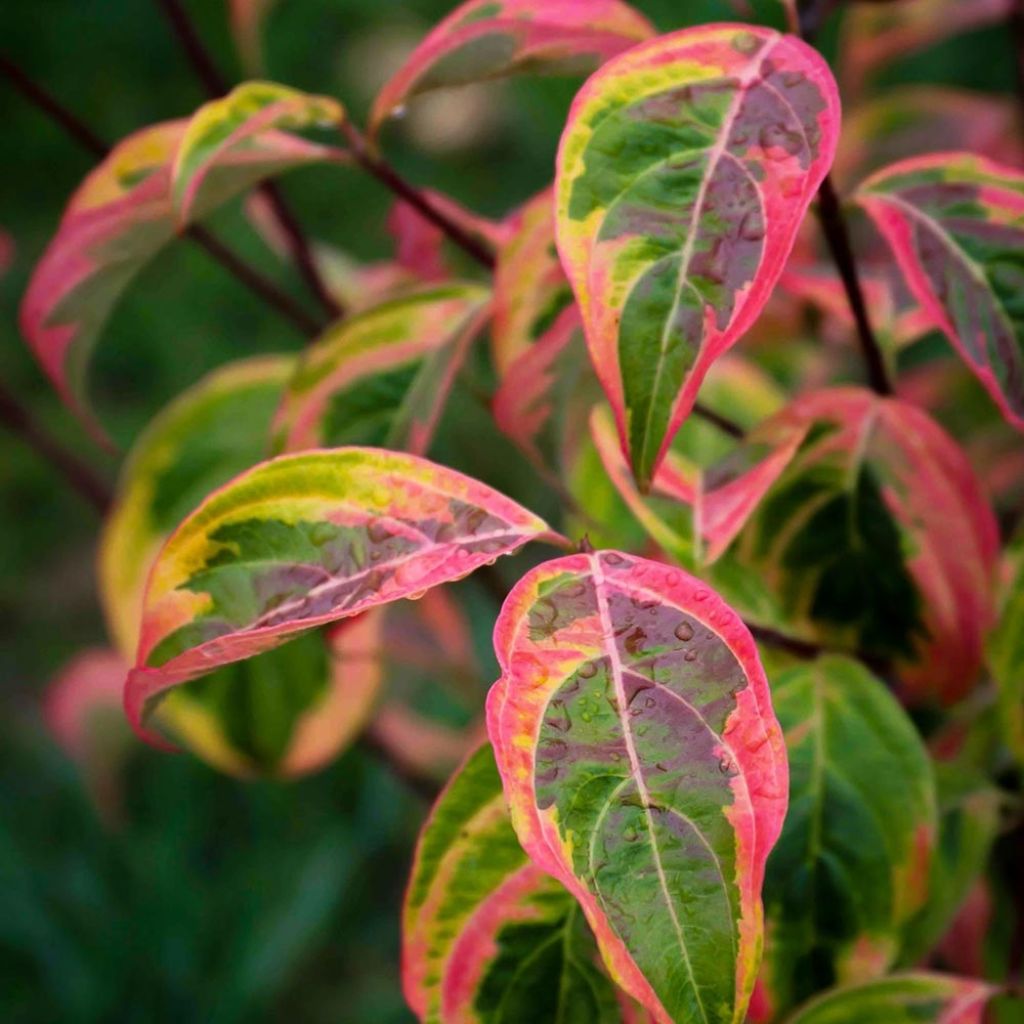 Cornus florida x kousa Celestial Shadow - Cornouiller