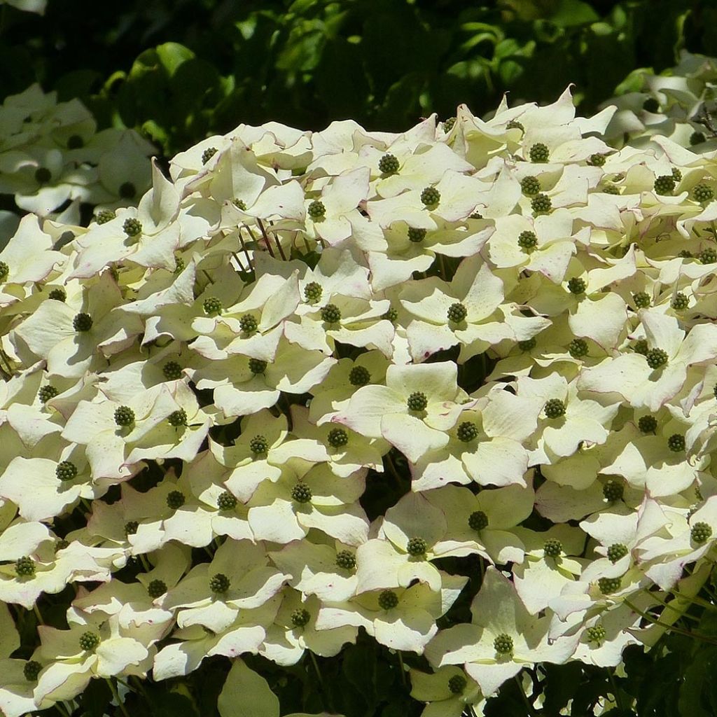 Japanischer Blumen-Hartriegel - Cornus kousa