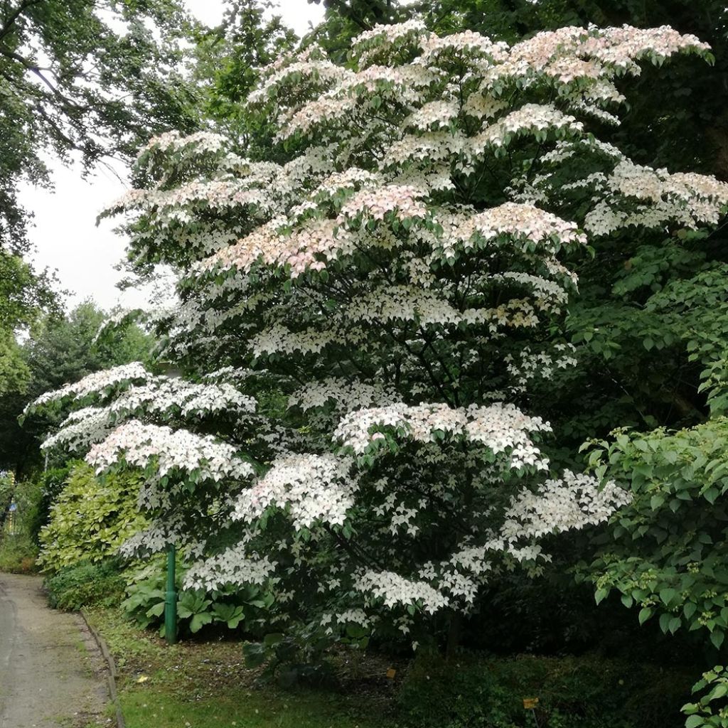 Cornus kousa - Cornouiller du Japon