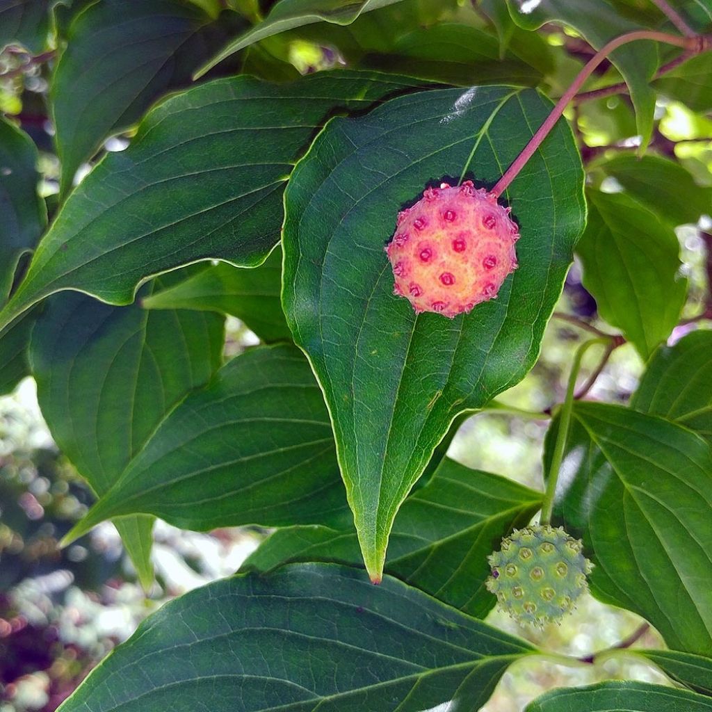 Cornus kousa - Cornouiller du Japon