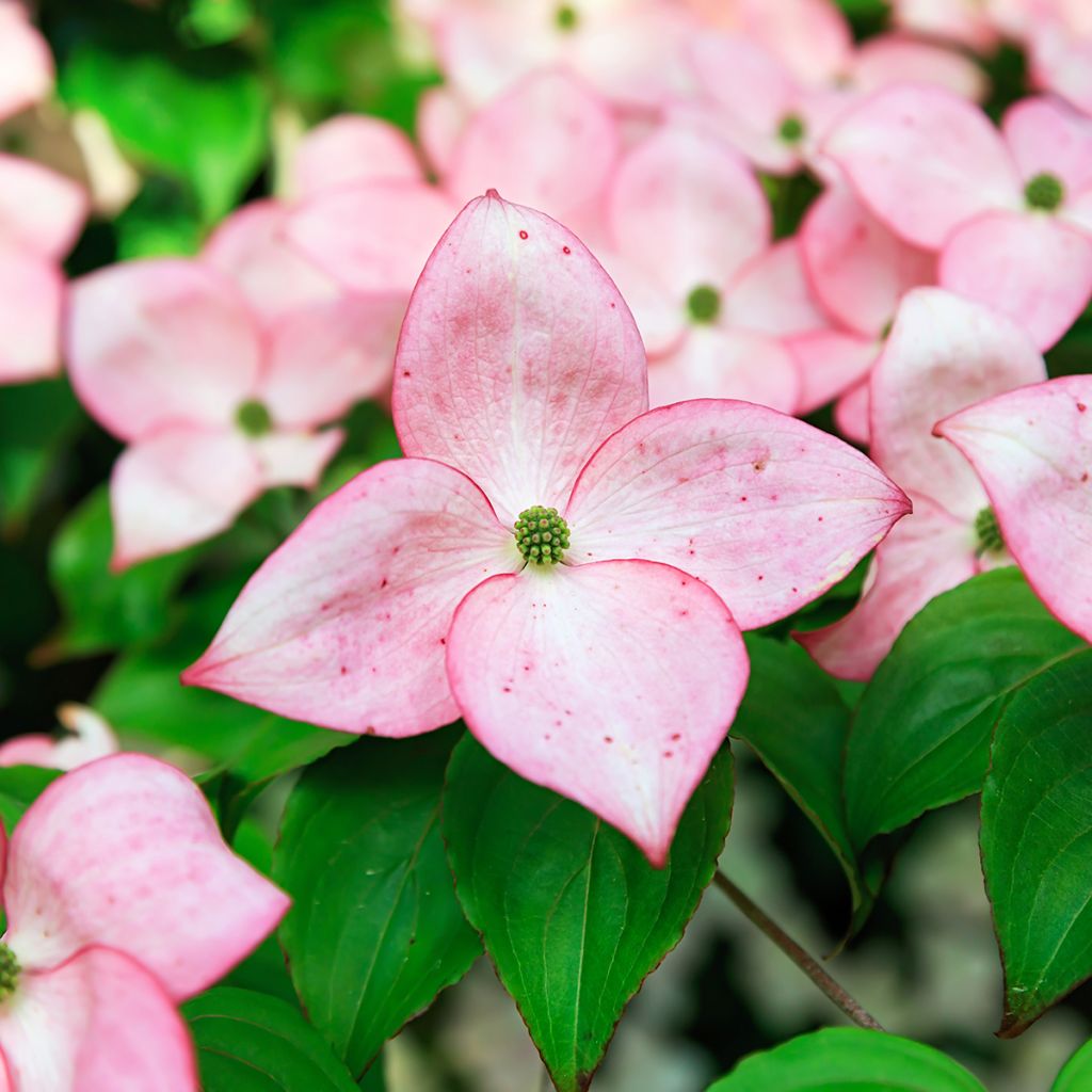 Japanischer Blumen-Hartriegel Beni-fuji - Cornus kousa