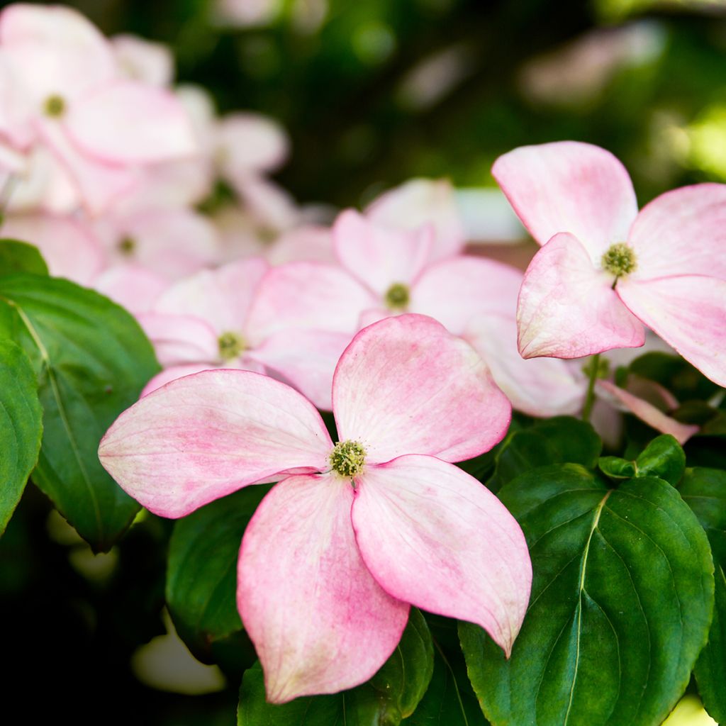 Japanischer Blumen-Hartriegel Beni-fuji - Cornus kousa