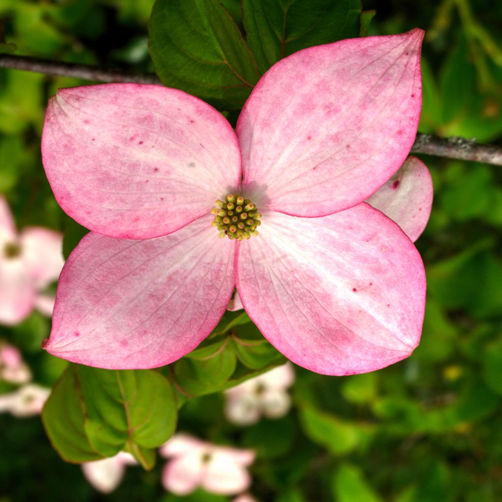 Japanischer Blumen-Hartriegel Beni-fuji - Cornus kousa