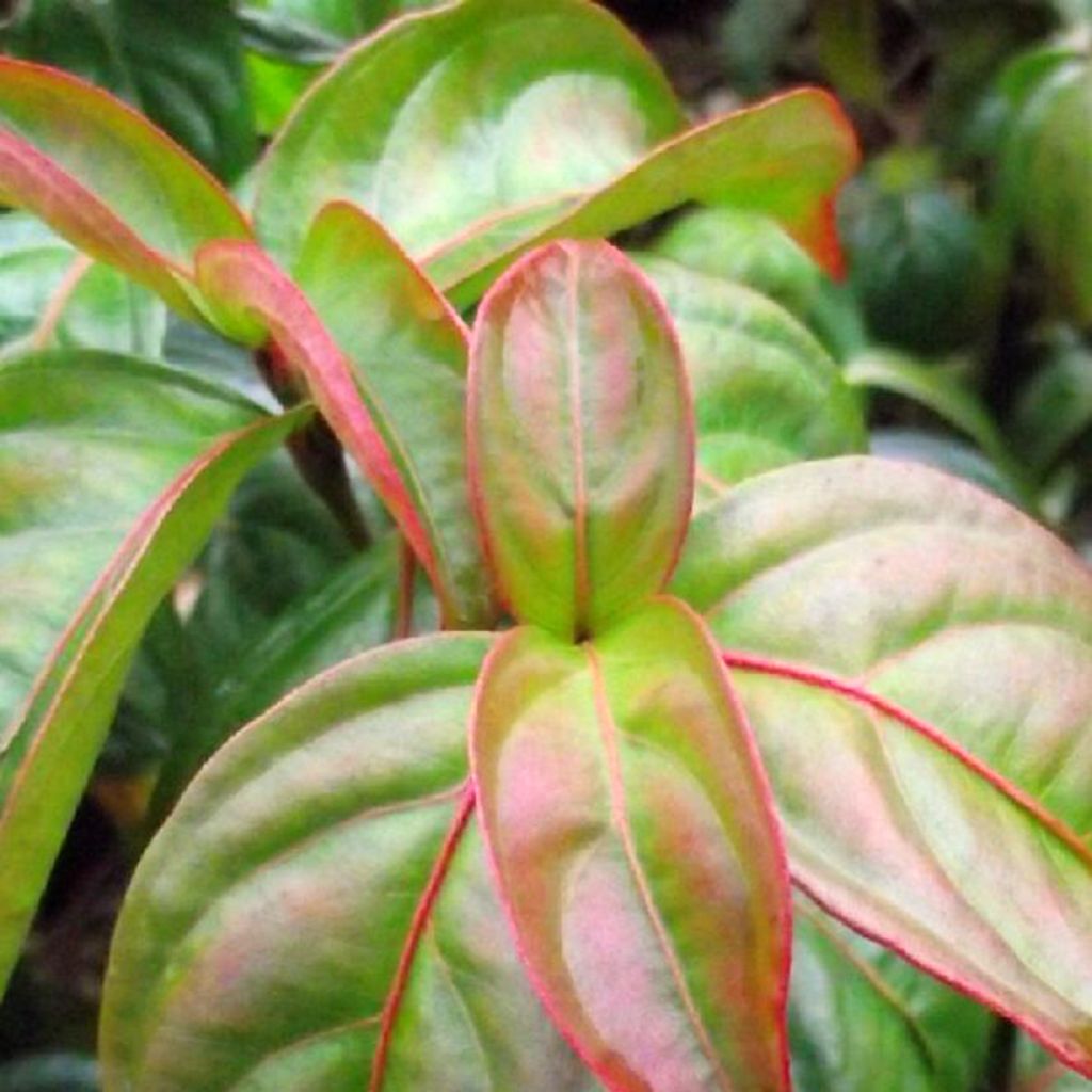 Japanischer Blumen-Hartriegel Blooming Pink Tetra - Cornus kousa