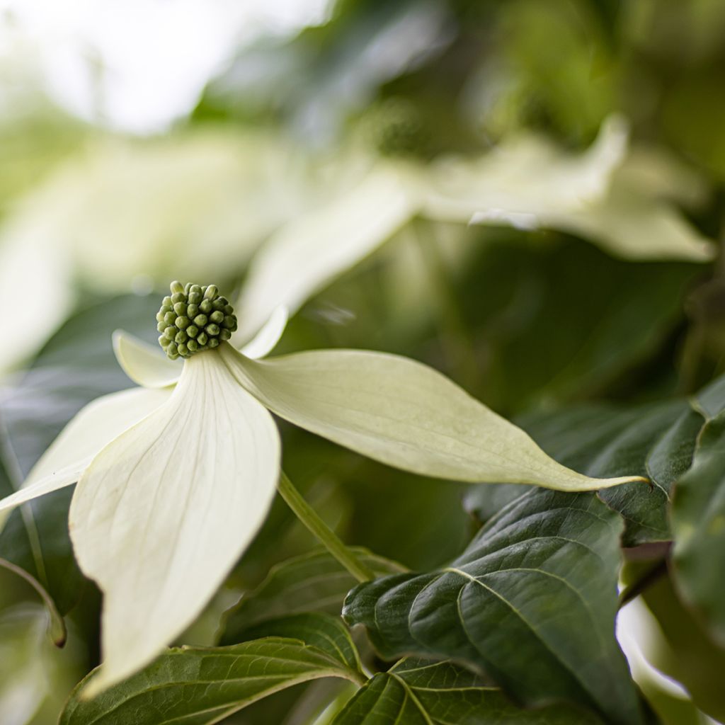 Japanischer Blumen-Hartriegel Blue Shadow - Cornus kousa