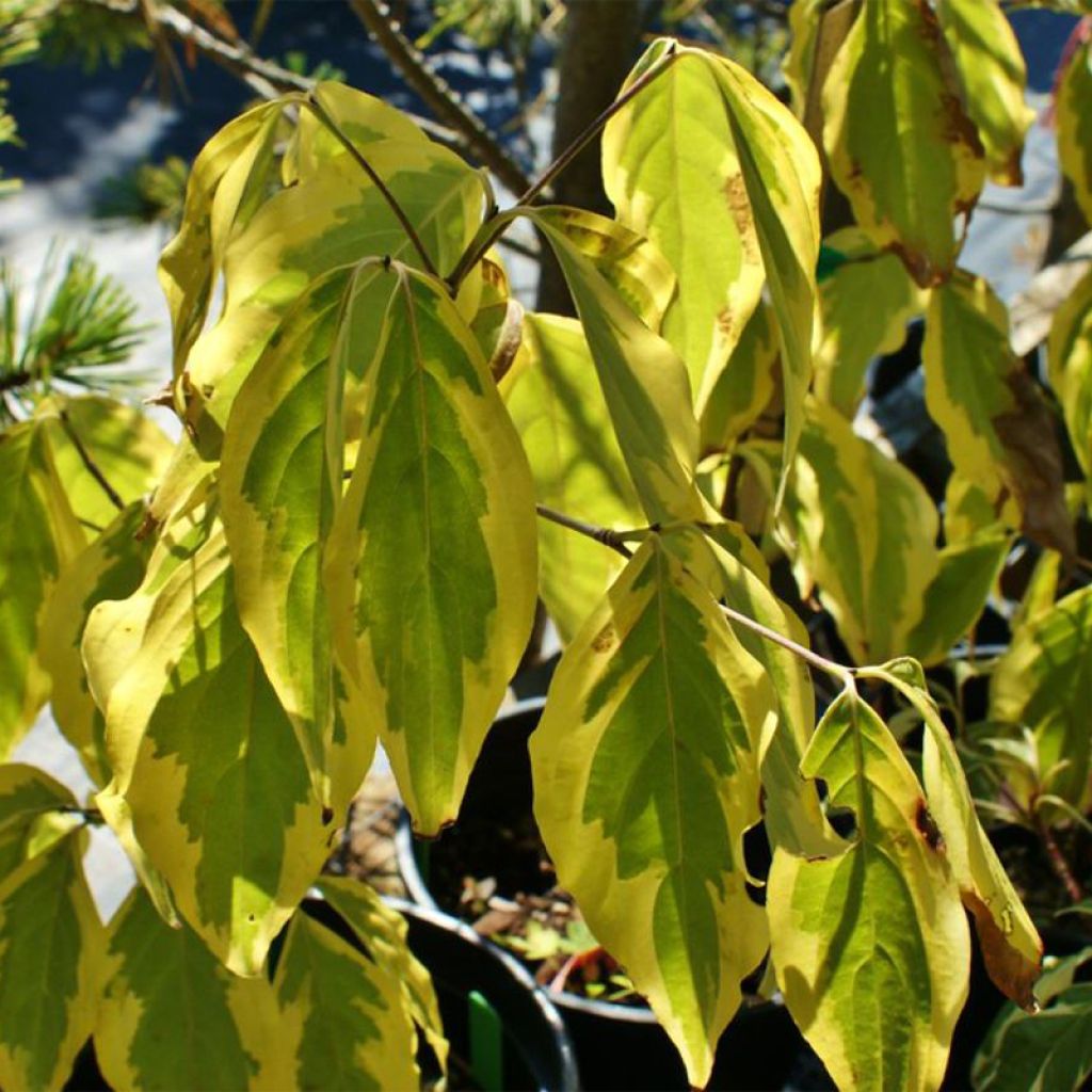 Japanischer Blumen-Hartriegel Bonfire - Cornus kousa