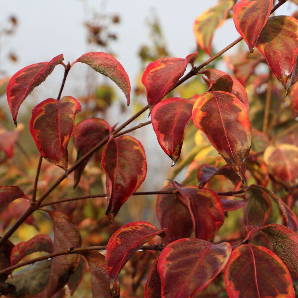 Cornus kousa Bonfire - Cornouiller du Japon