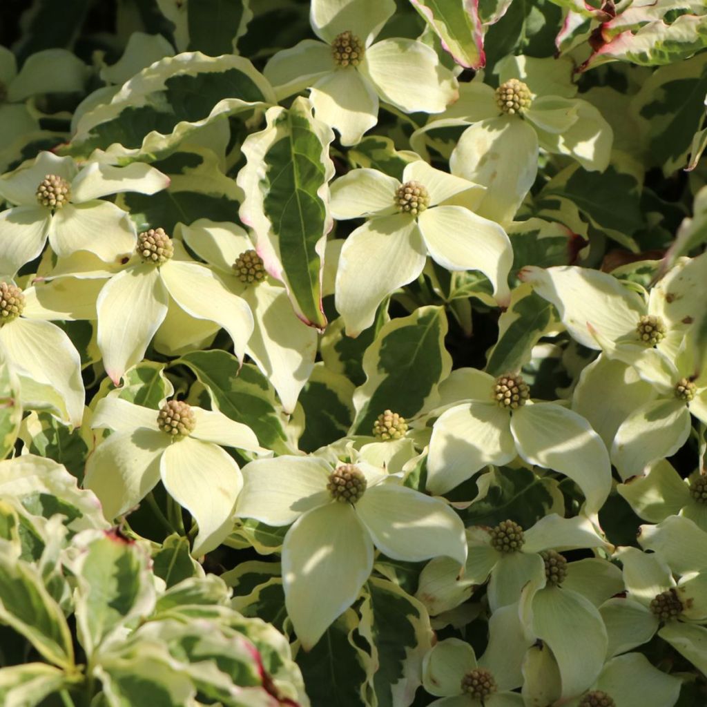 Cornus kousa China Dawn - Cornouiller du Japon