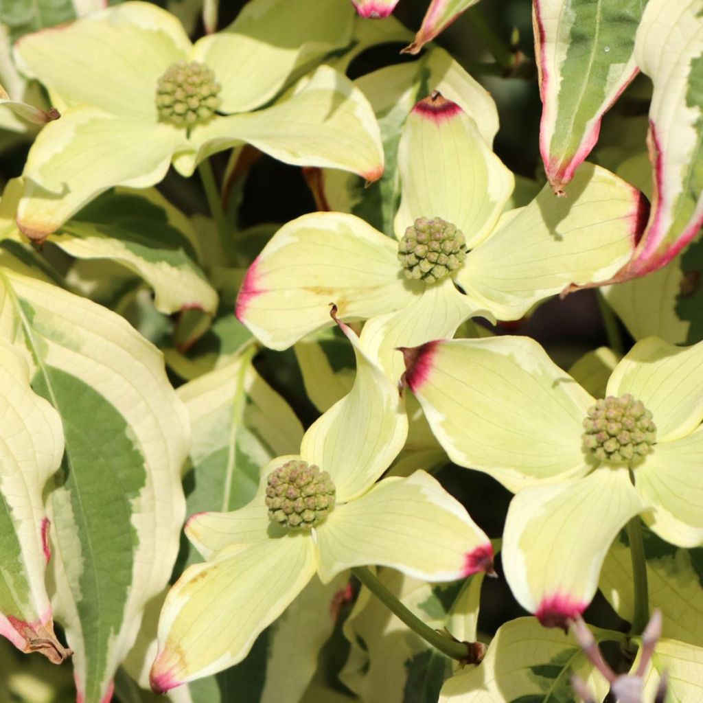 Japanischer Blumen-Hartriegel China Dawn - Cornus kousa