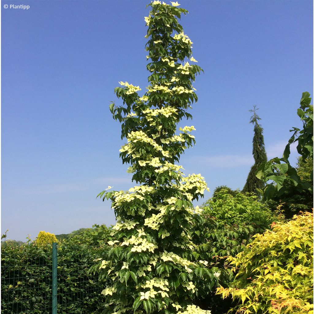 Japanischer Blumen-Hartriegel Flower Tower - Cornus kousa