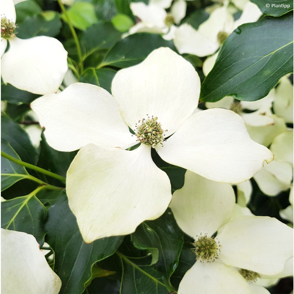 Cornus kousa Flower Tower - Cornouiller du Japon