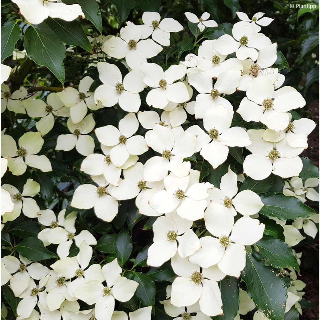 Cornus kousa Flower Tower - Cornouiller du Japon