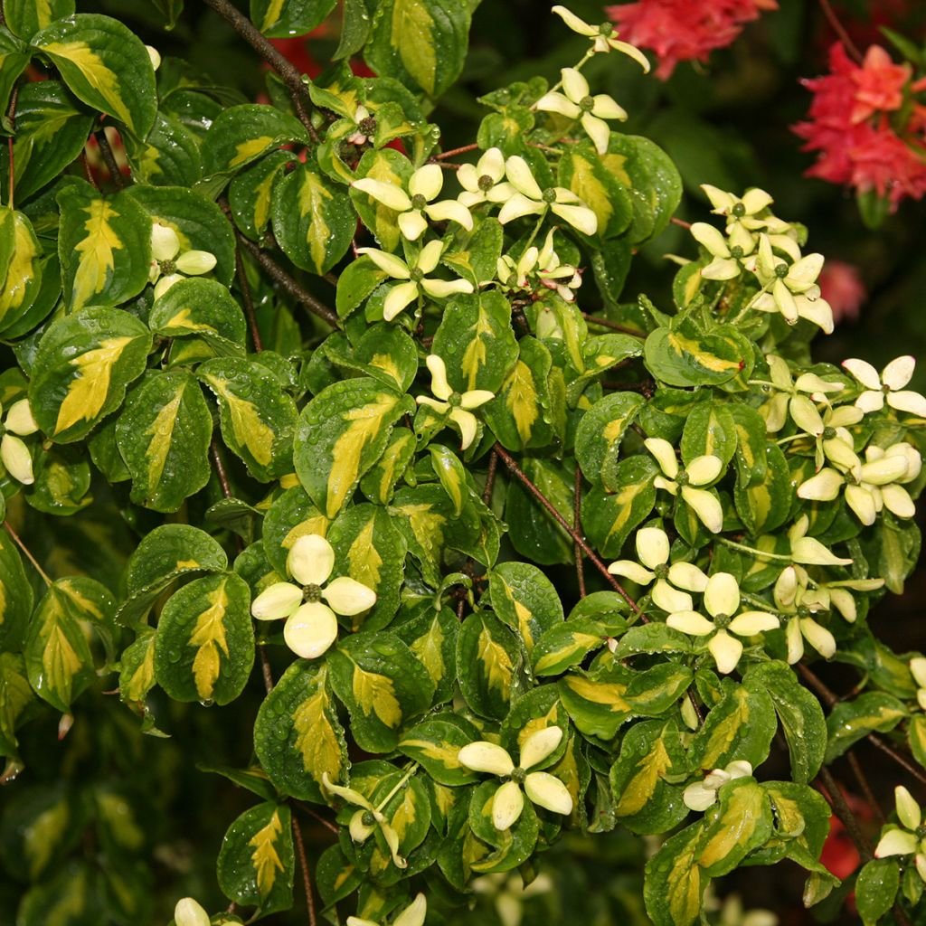 Japanischer Blumen-Hartriegel Gold Star - Cornus kousa