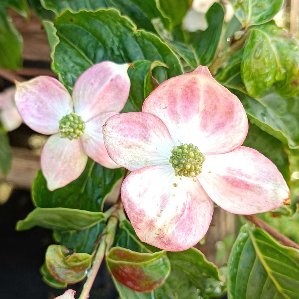 Cornus kousa Heart Throb - Cornouiller du Japon