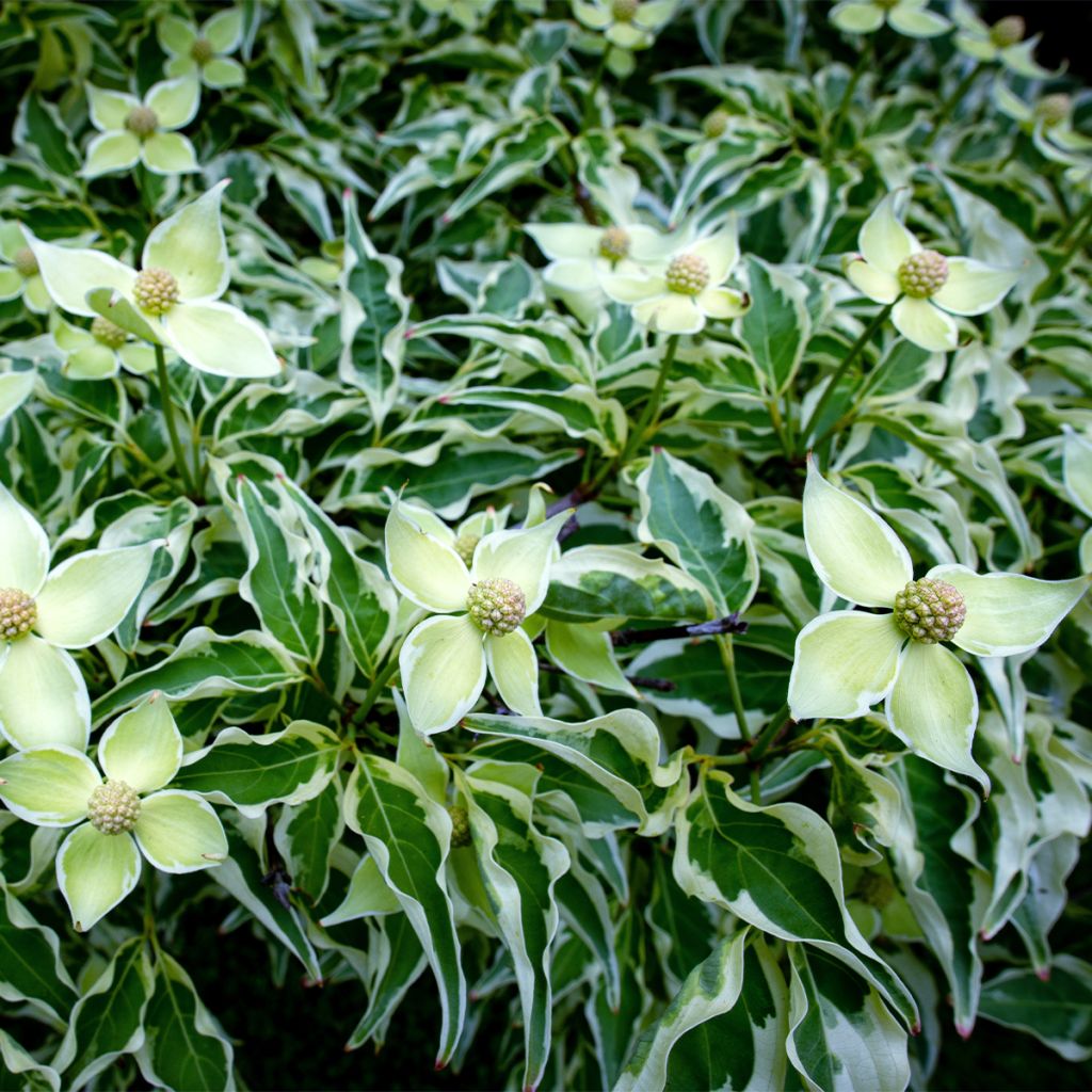 Japanischer Blumen-Hartriegel Laura - Cornus kousa