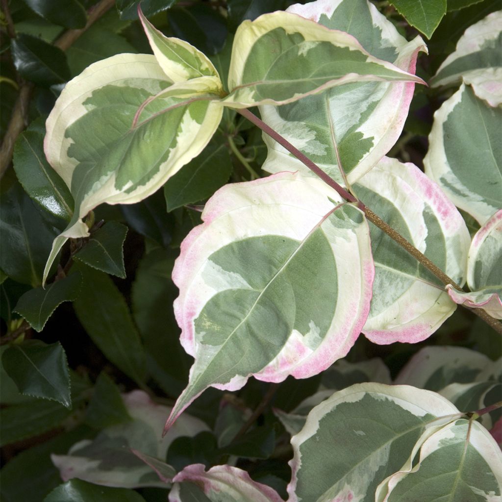 Cornus kousa Laura - Cornouiller du Japon