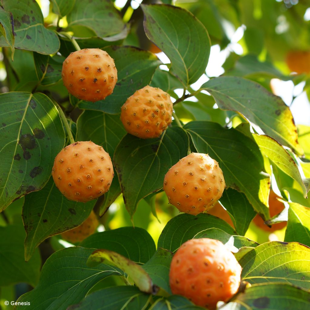 Cornus kousa Mandarin Jewel - Cornouiller du Japon