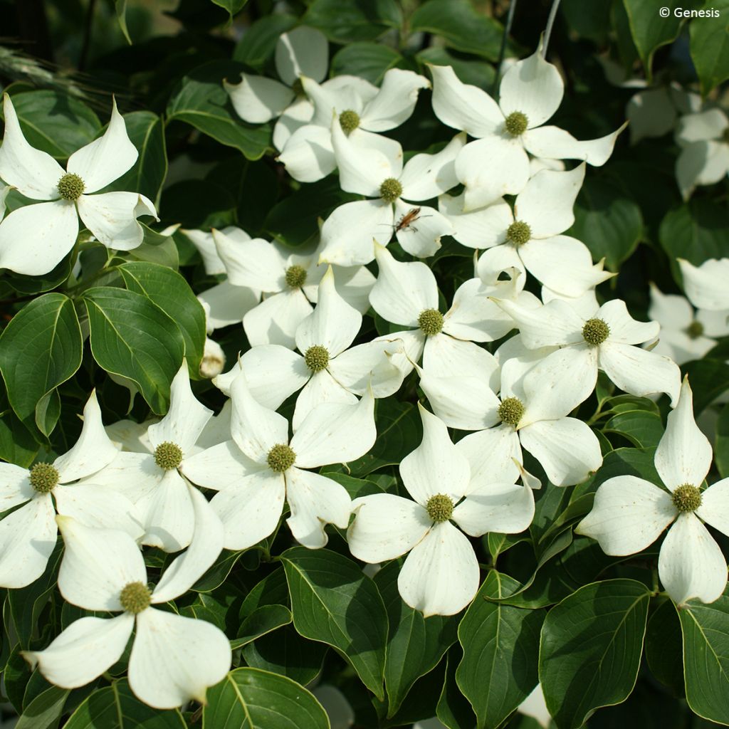 Chinesischer Blumen-Hartriegel 'Madi-II' Mandarin Jewel - Cornus kousa var. chinensis