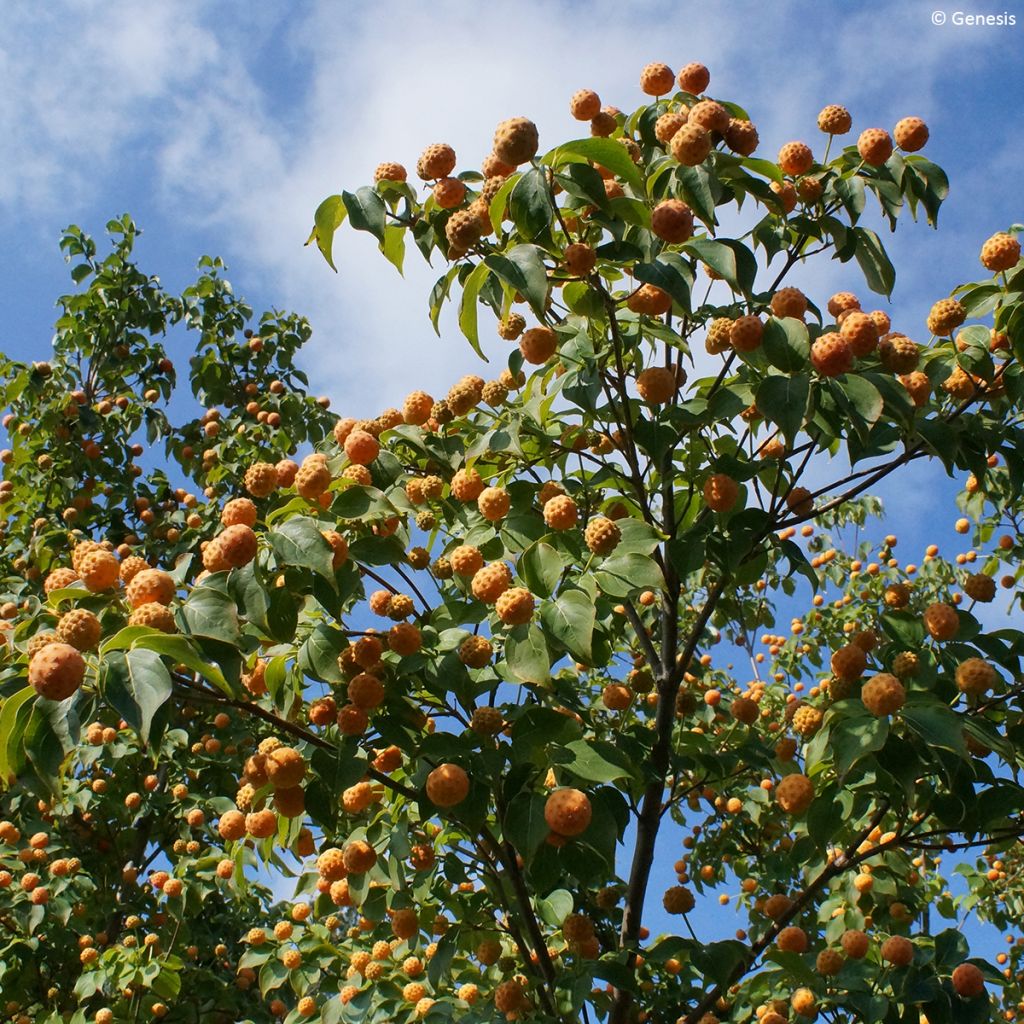 Chinesischer Blumen-Hartriegel 'Madi-II' Mandarin Jewel - Cornus kousa var. chinensis