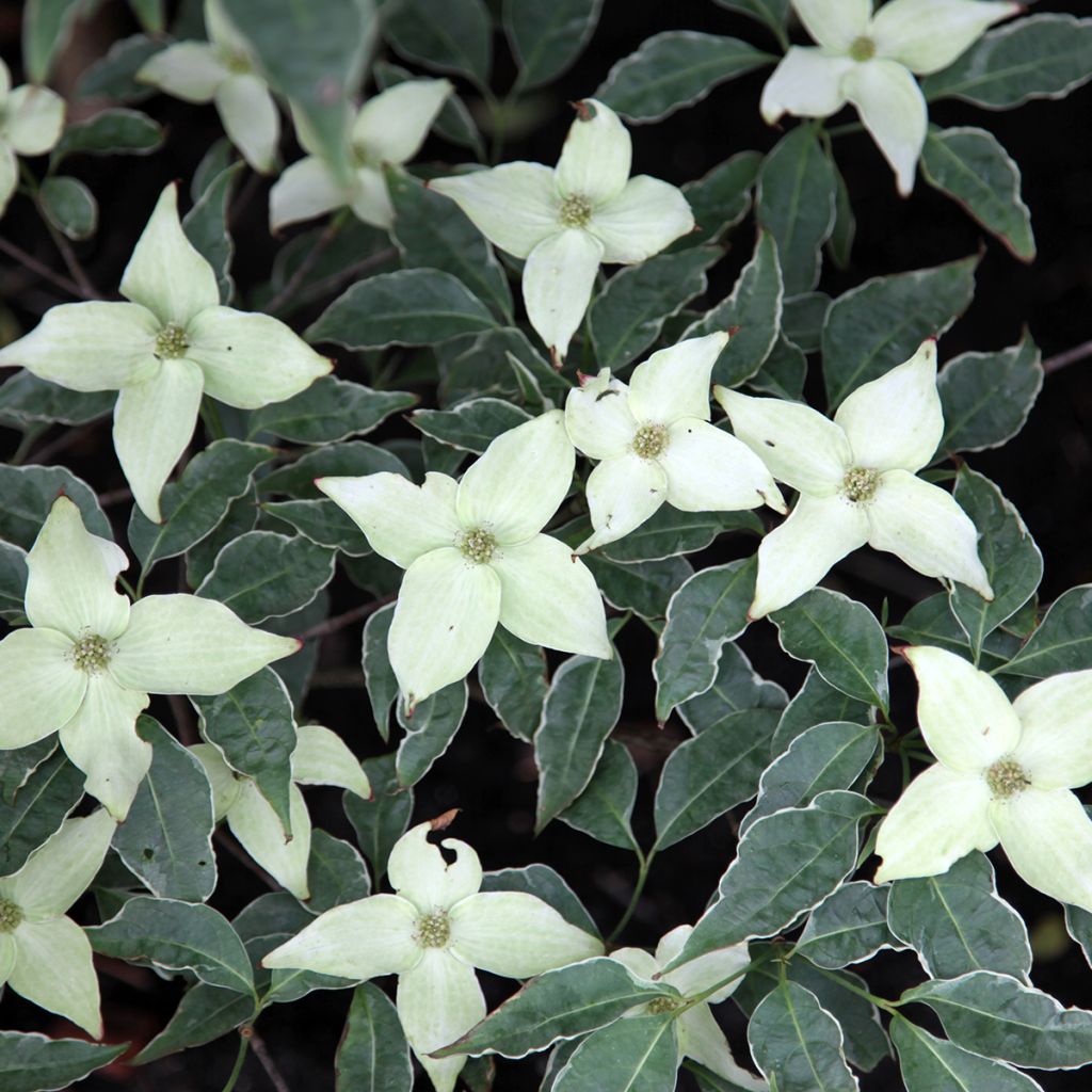 Cornus kousa Pevé Foggy - Cornouiller du Japon