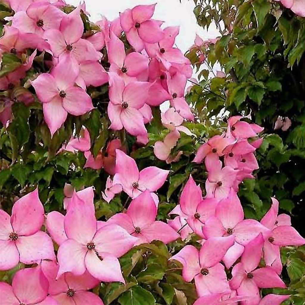 Japanischer Blumen-Hartriegel Rosy Teacups - Cornus kousa