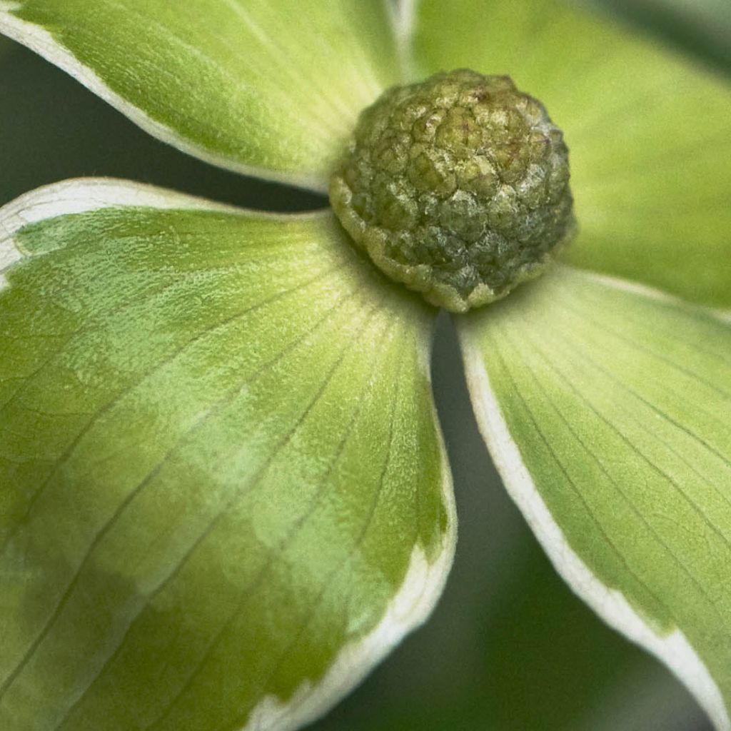 Cornus kousa Samaritan - Cornouiller du Japon