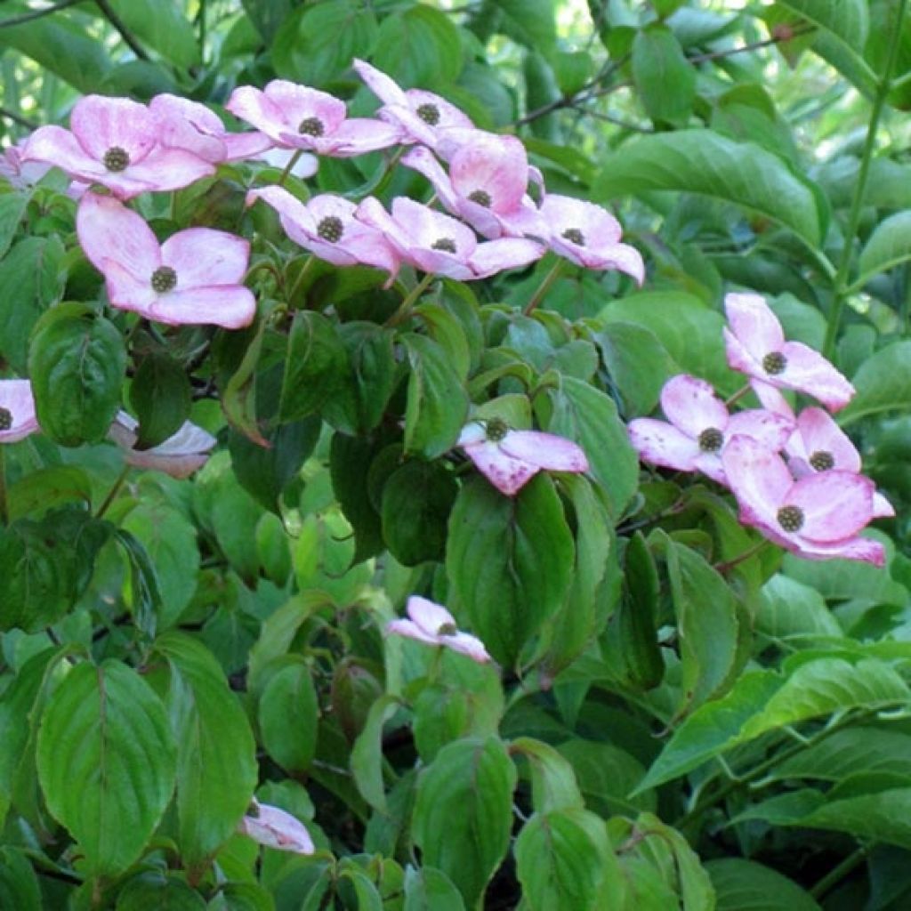 Japanischer Blumen-Hartriegel Satomi - Cornus kousa