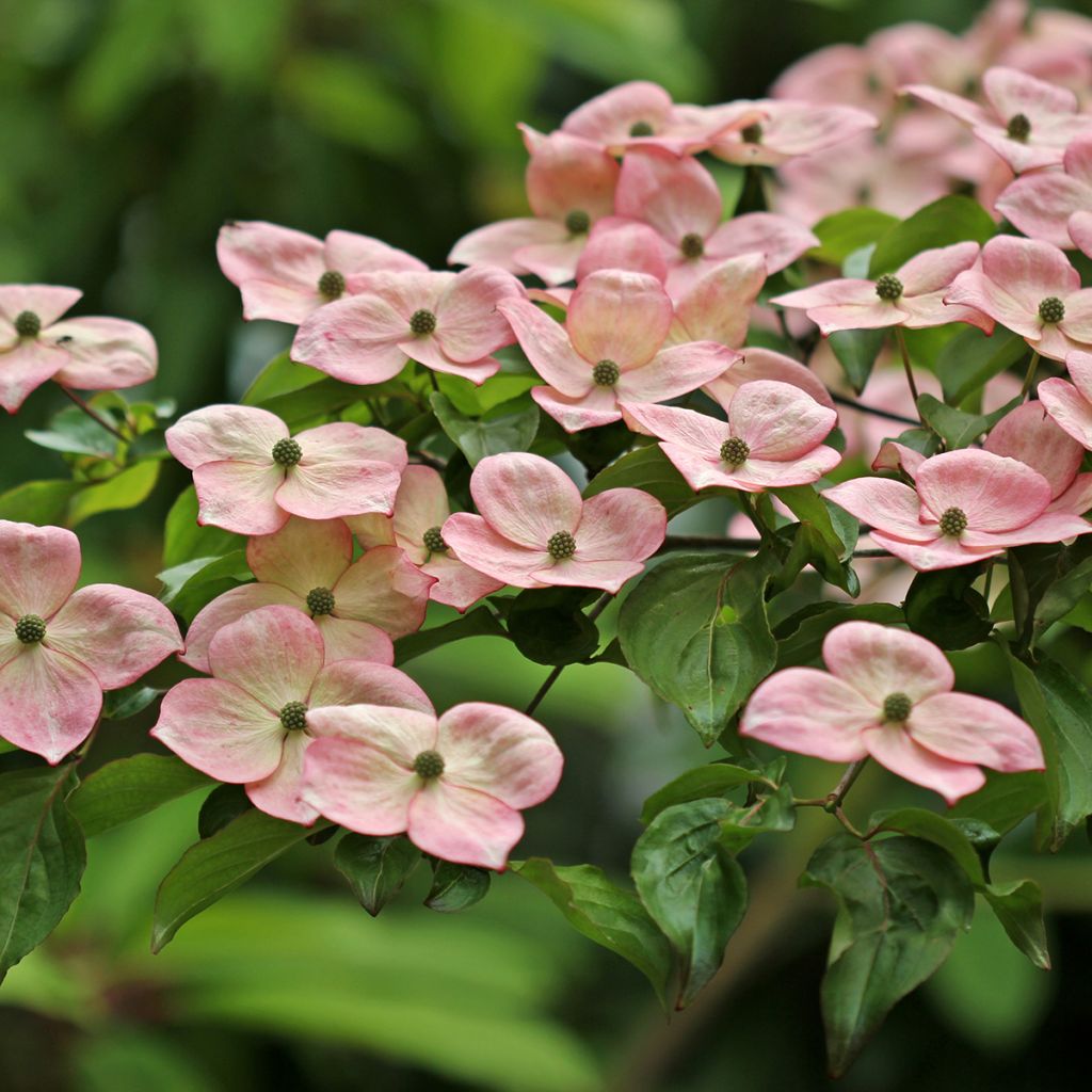 Japanischer Blumen-Hartriegel Satomi - Cornus kousa