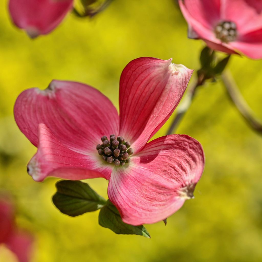 Japanischer Blumen-Hartriegel Satomi - Cornus kousa