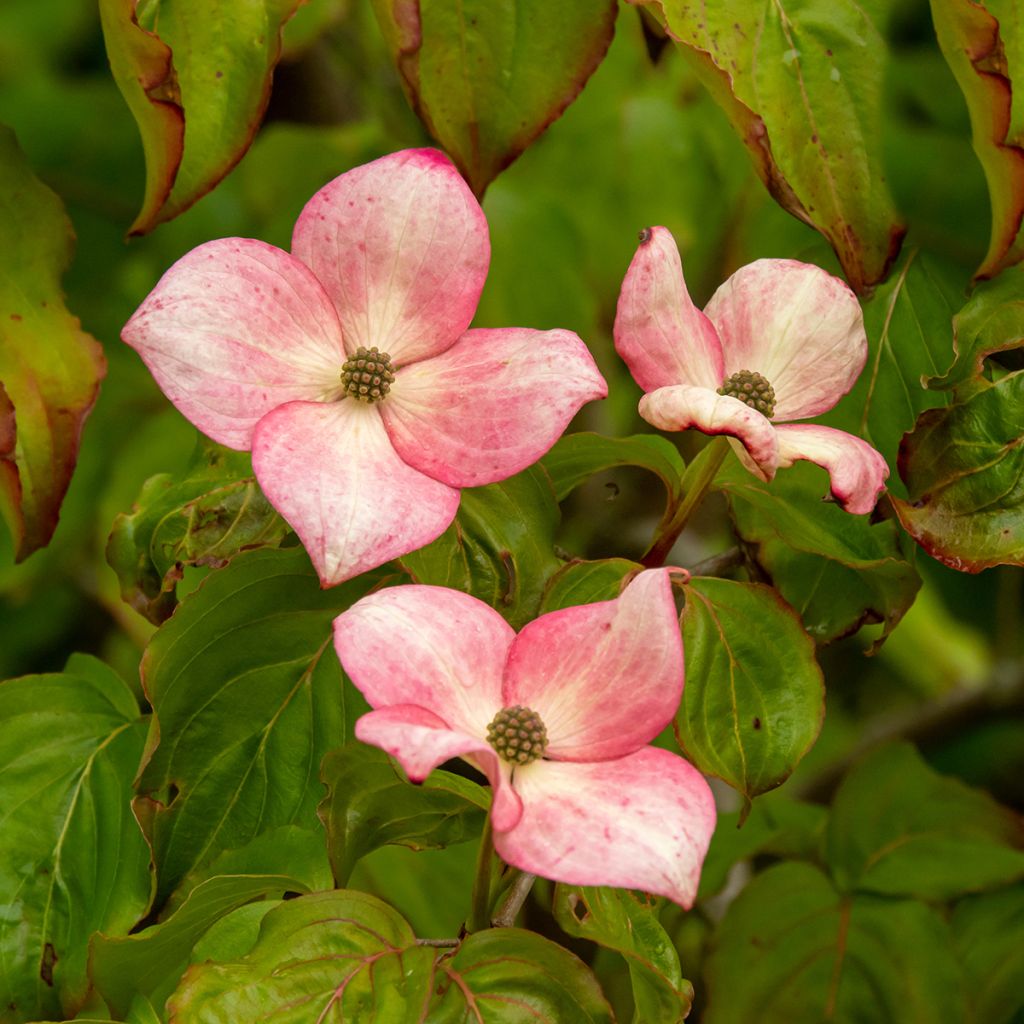 Japanischer Blumen-Hartriegel Satomi - Cornus kousa