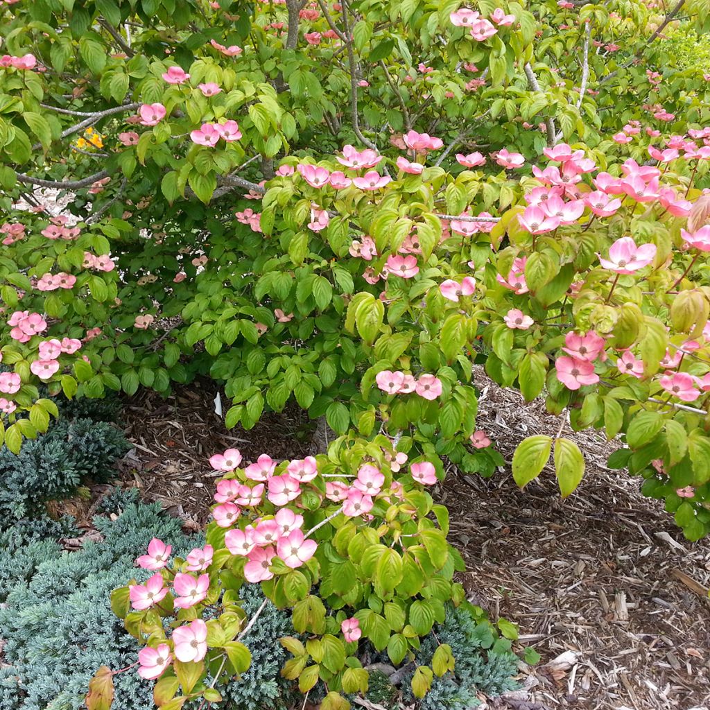 Japanischer Blumen-Hartriegel Satomi - Cornus kousa