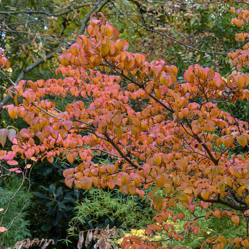 Japanischer Blumen-Hartriegel Satomi - Cornus kousa