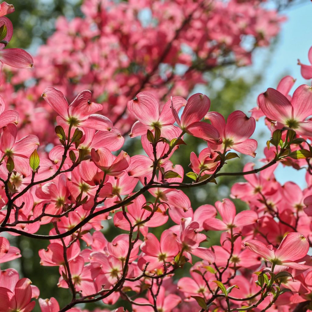 Japanischer Blumen-Hartriegel Satomi - Cornus kousa