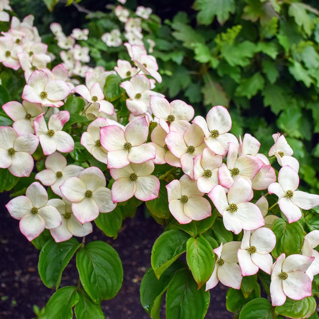 Japanischer Blumen-Hartriegel Satomi - Cornus kousa